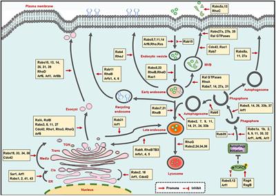Ubiquitination-Dependent Regulation of Small GTPases in Membrane Trafficking: From Cell Biology to Human Diseases